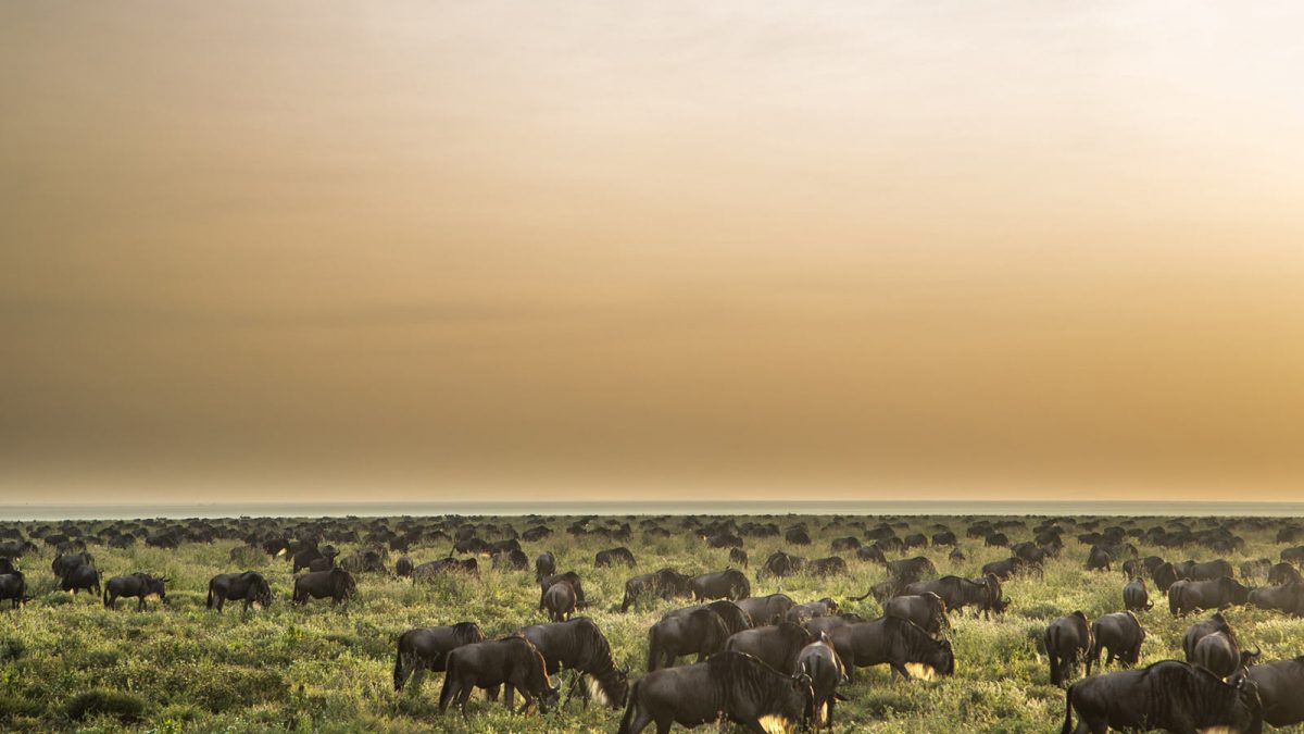 Tanzania's Serengeti National Park