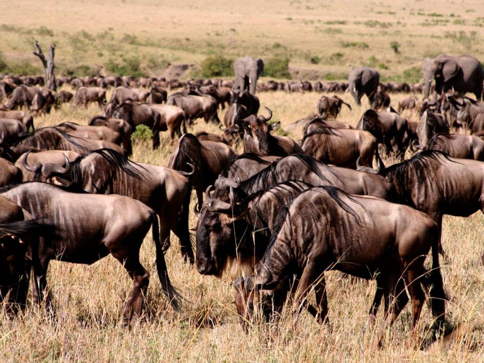 Wildebeest migration in Masai mara