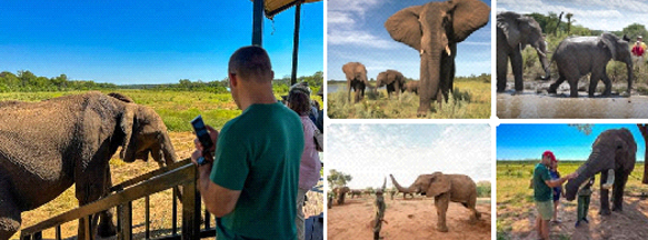 Elephant-Encounter