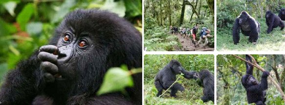 Gorilla-Trekking-and-transfer-to-Kigali